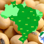 <strong>Lista nova! Confira os 10 municípios que mais produzem soja no Brasil</strong>